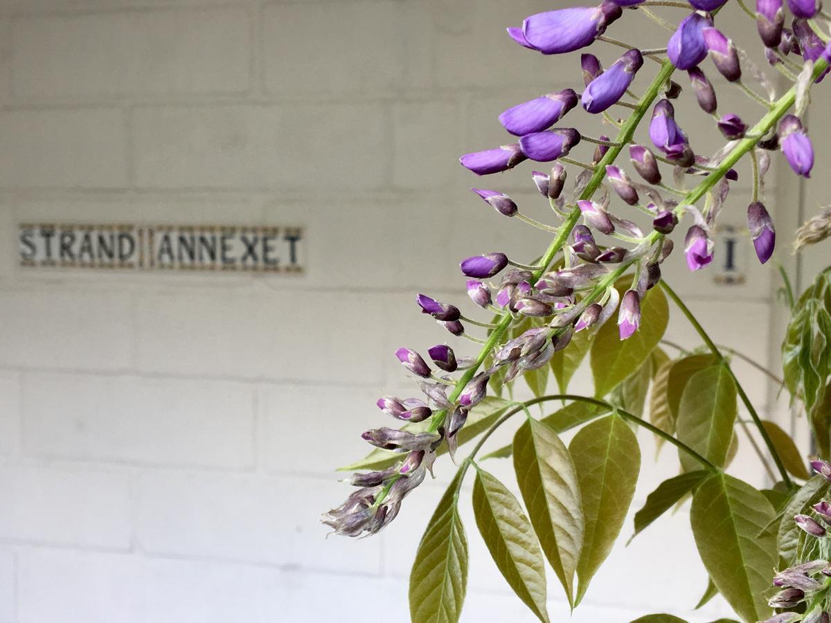 Sandkaas Badehotel Allinge-Sandvig Buitenkant foto